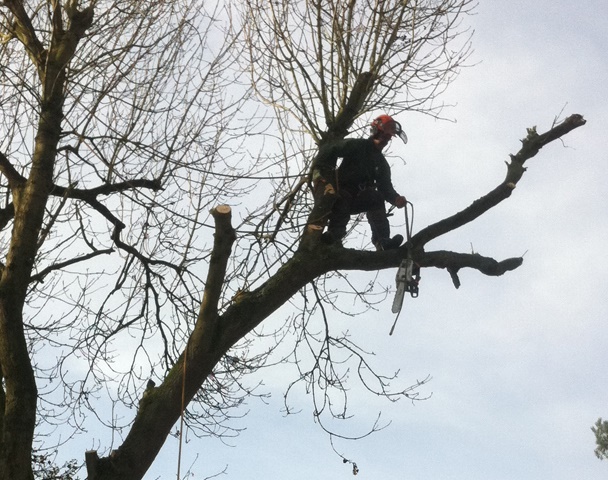 Tree Felling  in Nazeing